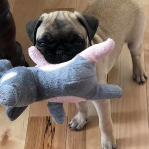 Meet your Posher, Judy